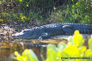 large alligator in mosquito lagoon