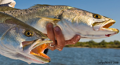 faq speckled trout